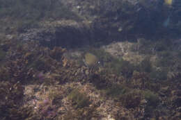 Image of Banded Unicornfish