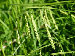 Image of Drooping Sedge