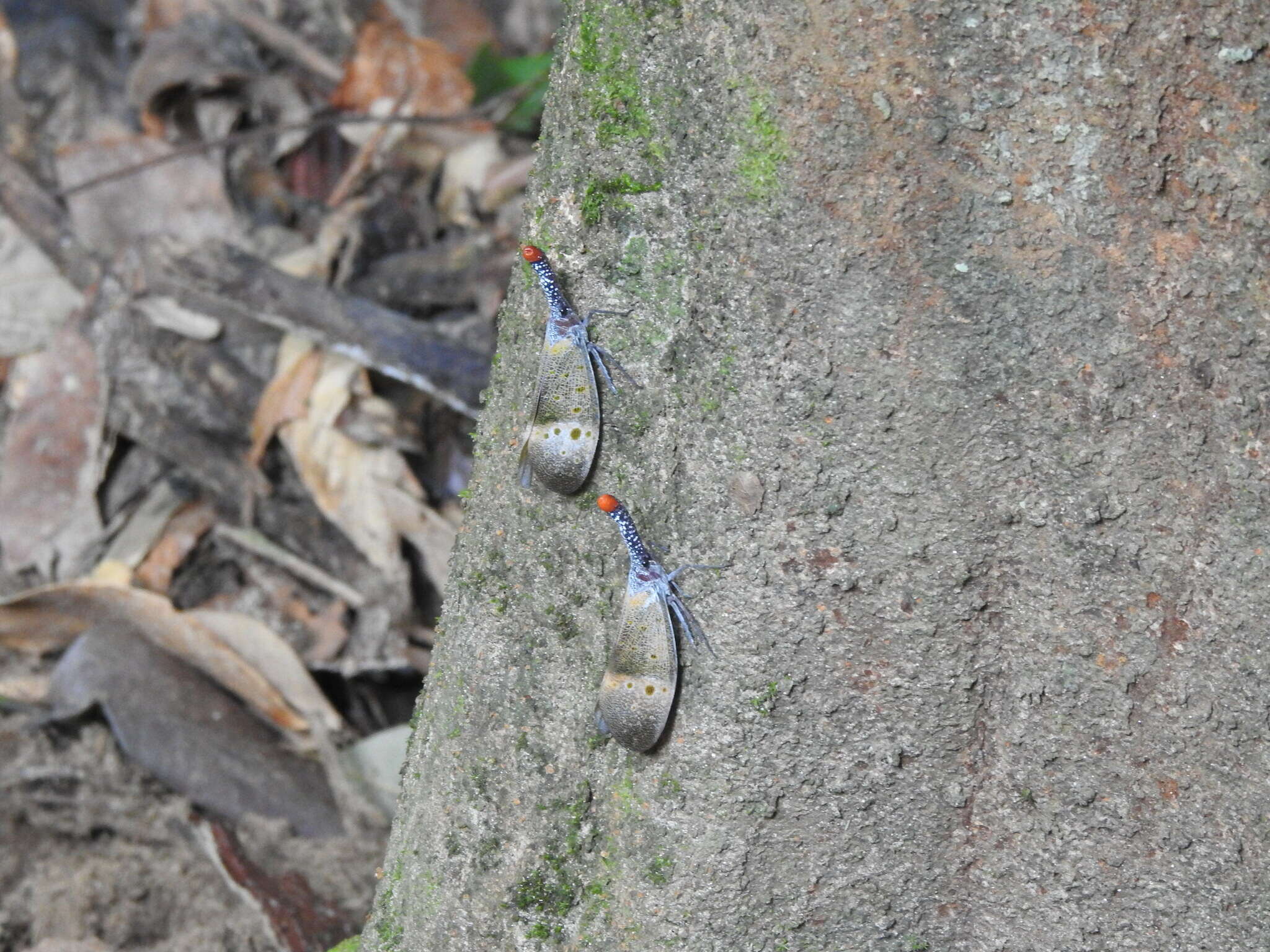 Pyrops pyrorhynchus (Donovan 1800) resmi