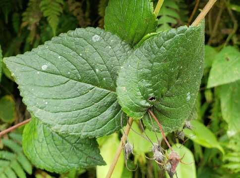 Heppiella ulmifolia (Kunth) Hanst.的圖片