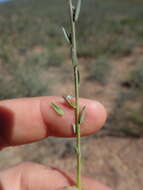 Image of Muraltia parvifolia N. E. Br.