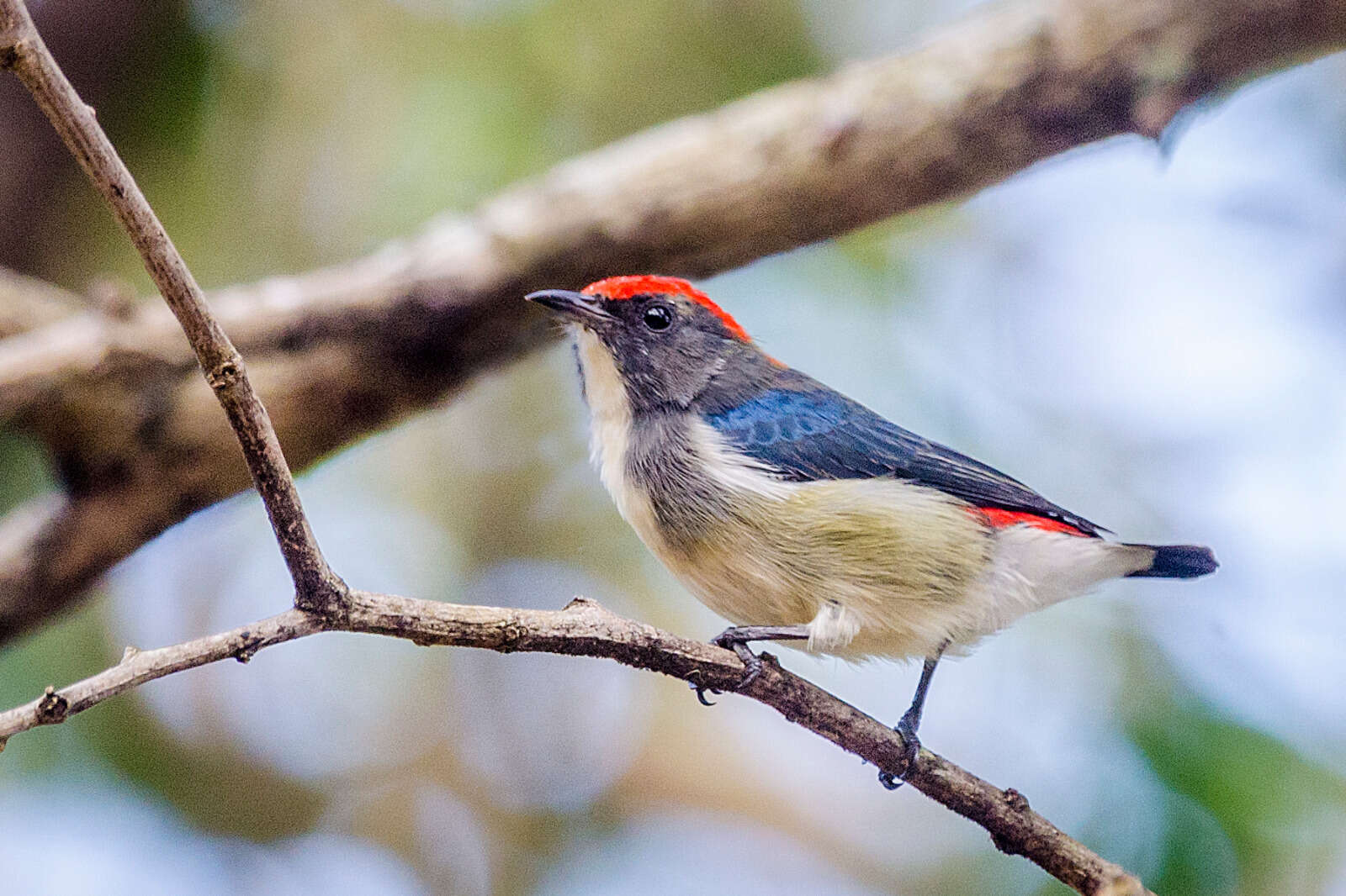 Image of Scarlet-backed Flowerpecker