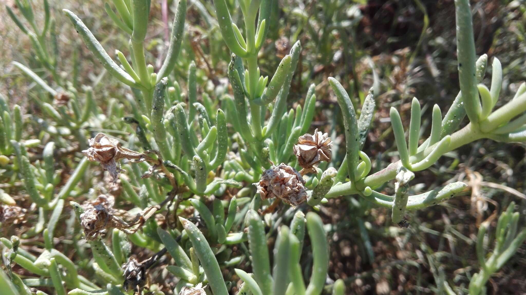 Image of Mesembryanthemum splendens L.