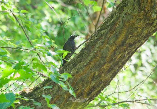 Image of Siberian Thrush