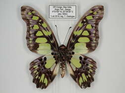 Sivun Graphium tynderaeus (Fabricius 1793) kuva