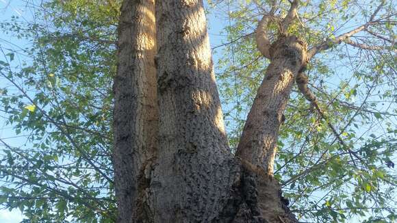 Image of Fremont cottonwood