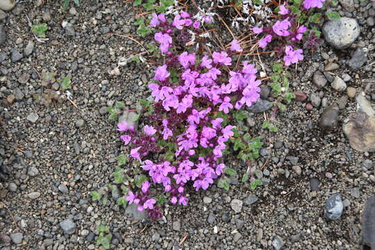 Thymus putoranicus Byczenn. & Kuvaev resmi