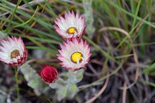 Image of Pink everlasting