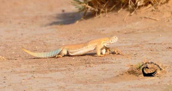 Image of Hardwick's spiny-tailed lizard