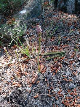 Image of Dense-flowered orchid