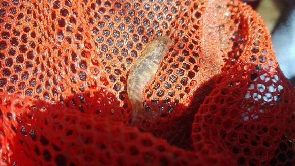 Image of Italian spring goby