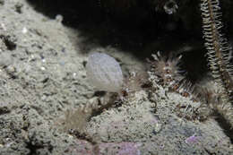 Image of guancha sponge