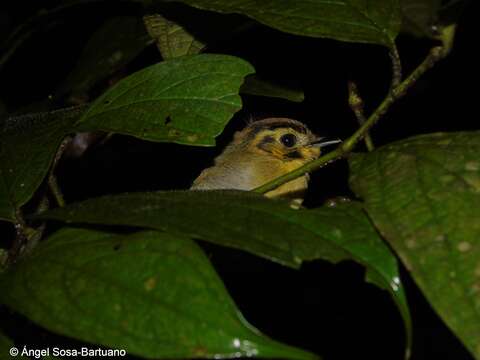 Platyrinchus coronatus Sclater & PL 1858的圖片