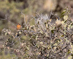 صورة Poospiza garleppi (Berlepsch 1893)