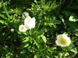 Anemone sylvestris subsp. sylvestris的圖片