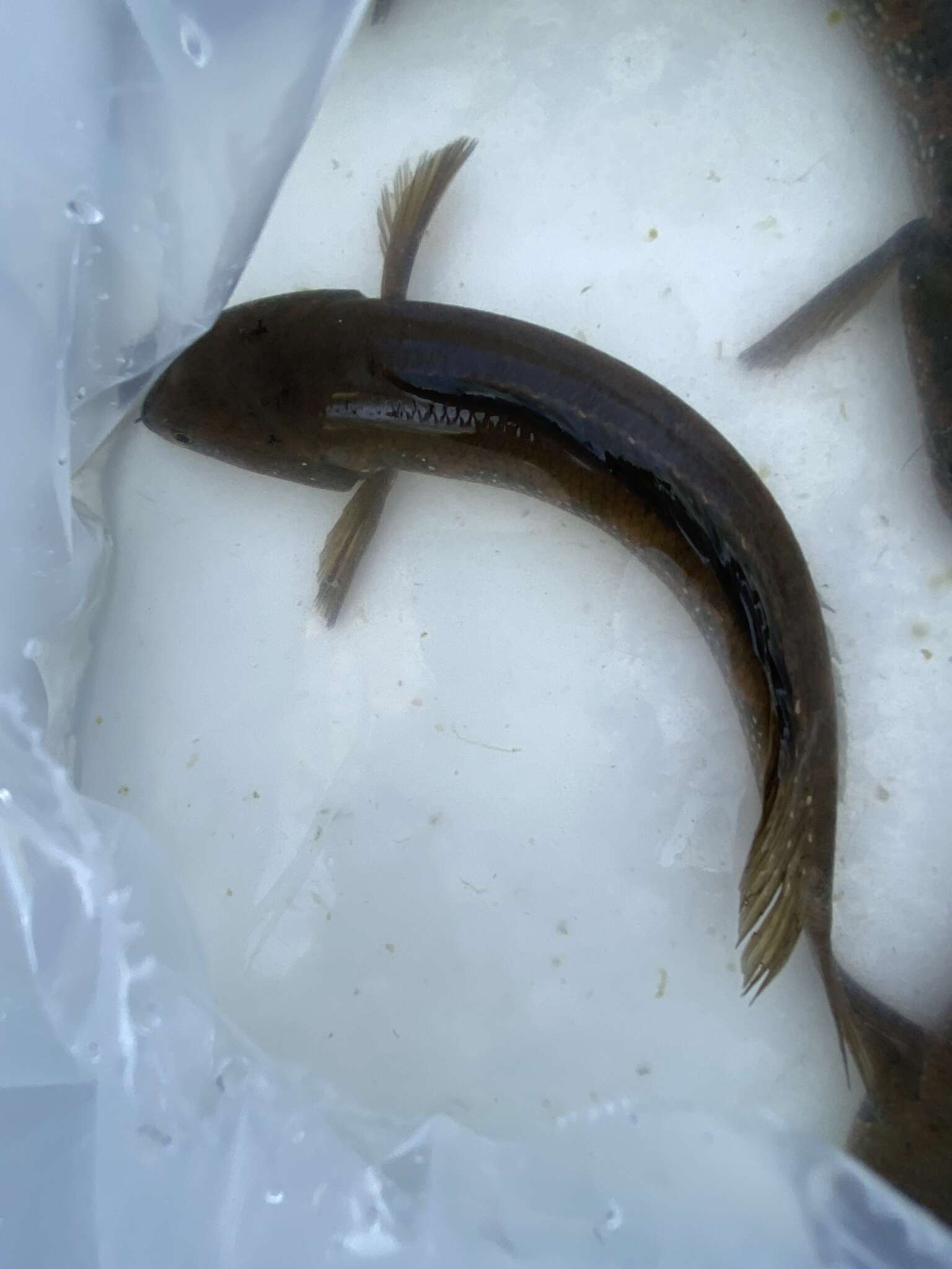 Image of Small snakehead