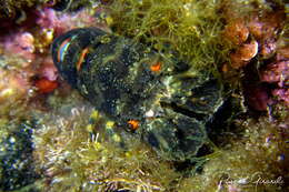 Image of Small European Locust Lobster