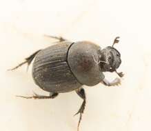 Слика од Onthophagus (Palaeonthophagus) joannae Goljan 1953