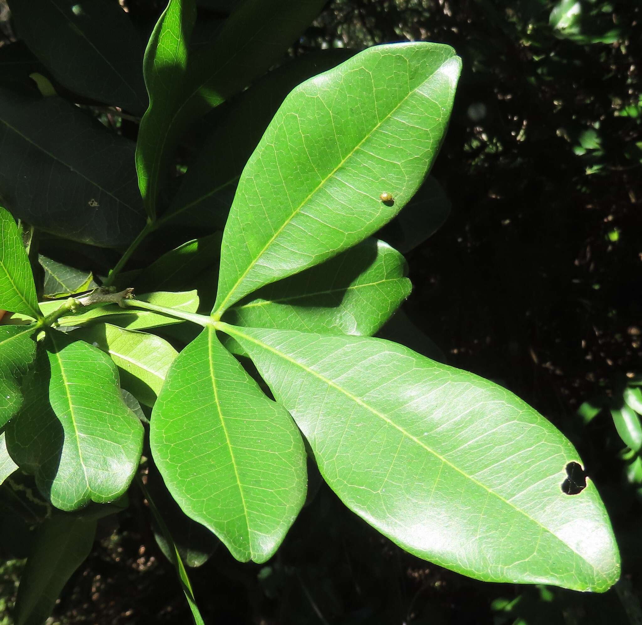 Image of Furry-fruited teclea