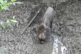 Image of Bearded Pig