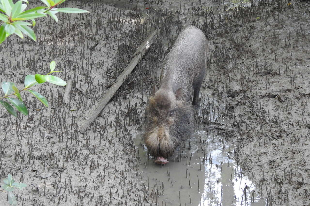 Image of Bearded Pig