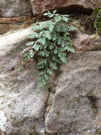 Imagem de Asplenium montanum Willd.