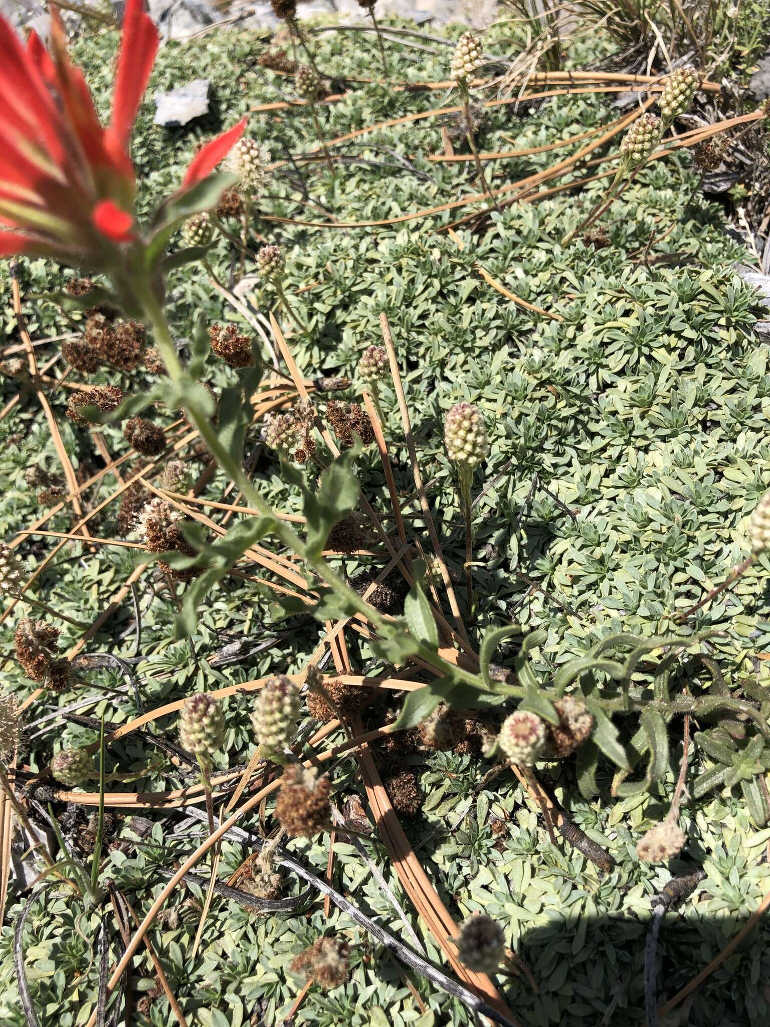 Image of Castilleja martini var. clokeyi