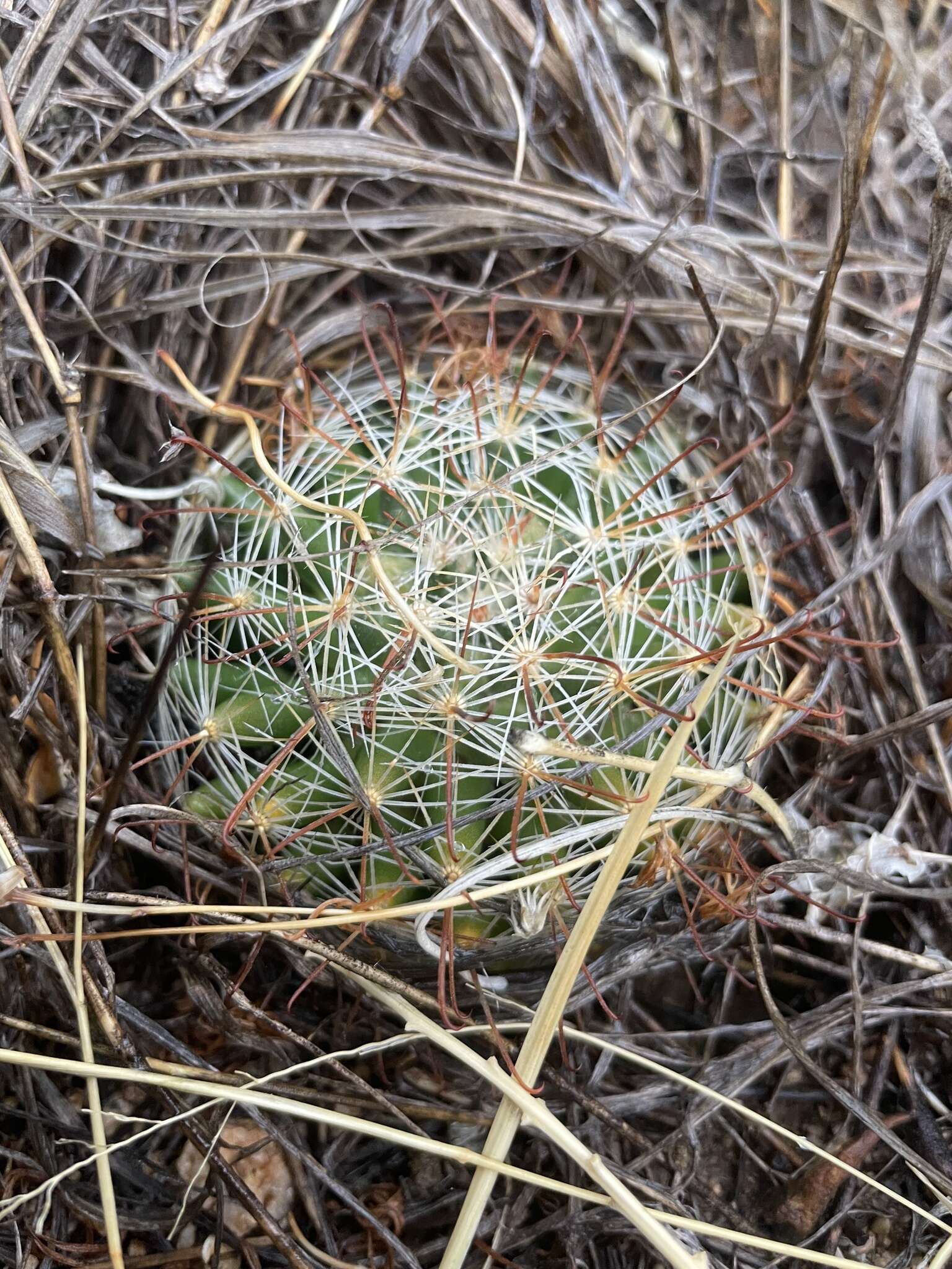 Image of Wright's Fishhook Cactus