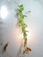 Image of small waterwort