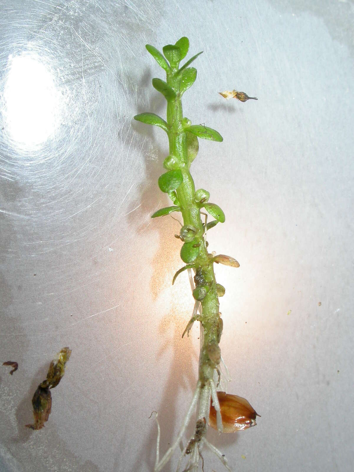 Image of small waterwort