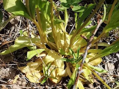 Image of Centaurium grandiflorum Druce