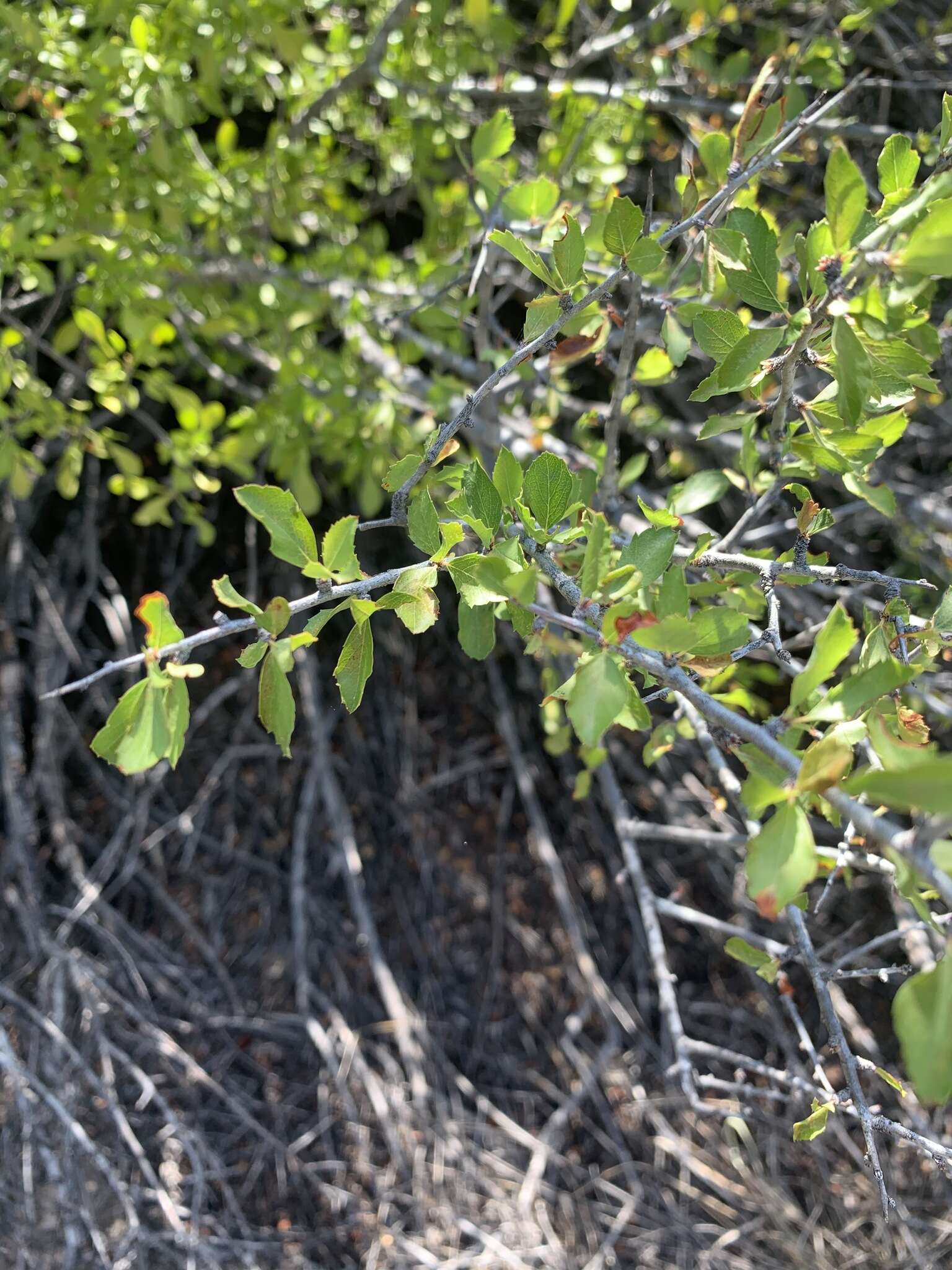 Image de Prunus havardii (W. Wight) Mason