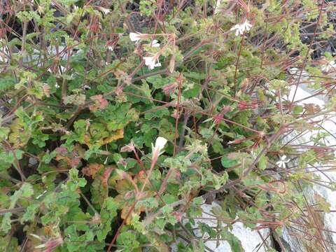 Image of Pelargonium alchemilloides (L.) L'Her. ex Soland.