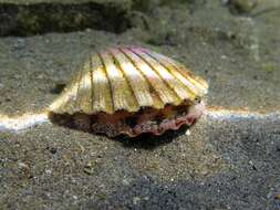 Image of St.James's scallop