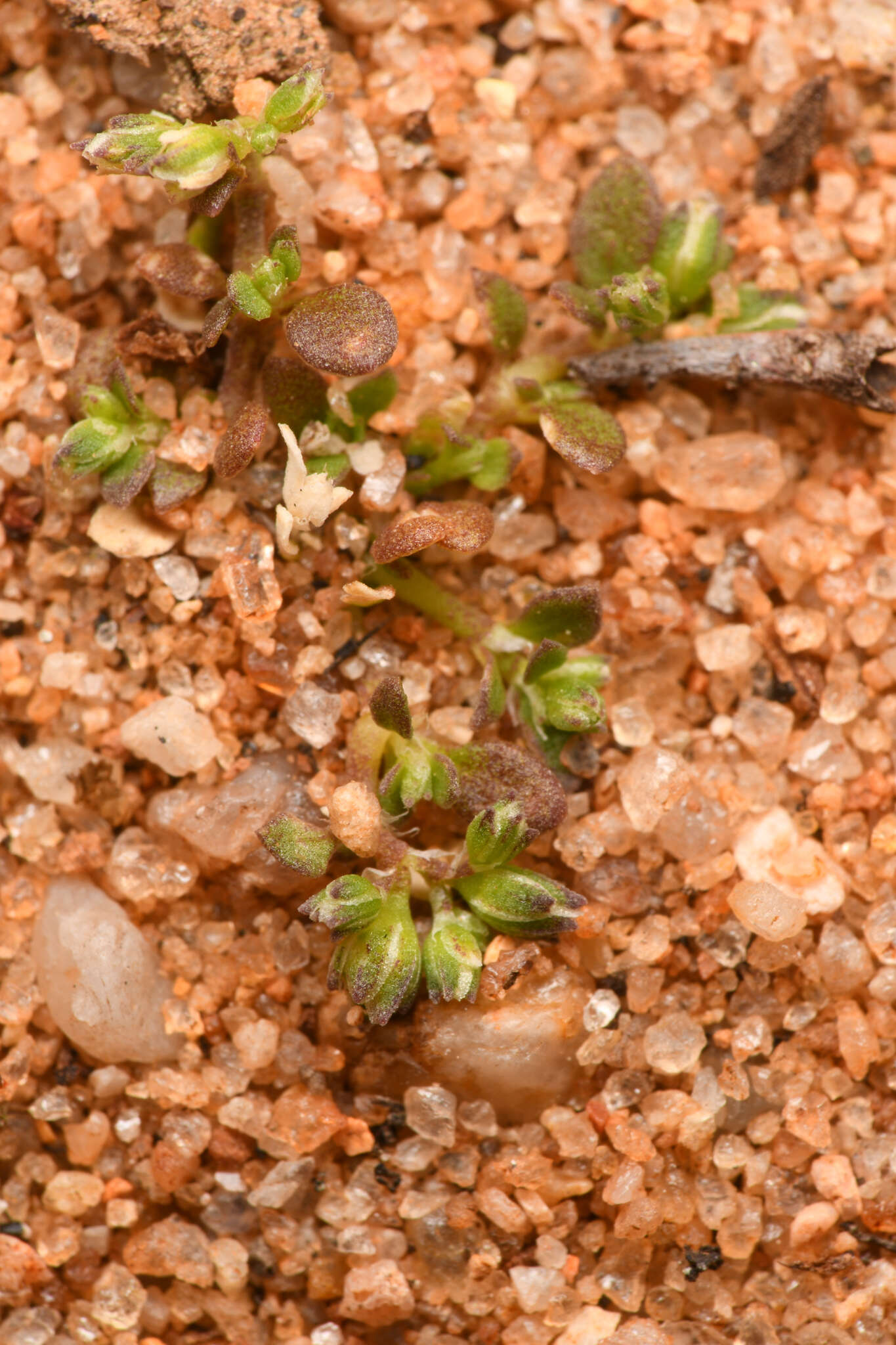 Image de Polycarpon tetraphyllum subsp. depressum (Nutt.) Iamonico