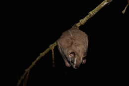 Image of Salvin's Big-eyed Bat