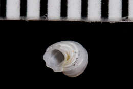 Image of Parviturbo acuticostatus (Carpenter 1864)