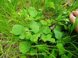 Sivun Desmodium rotundifolium (Michx.) DC. kuva