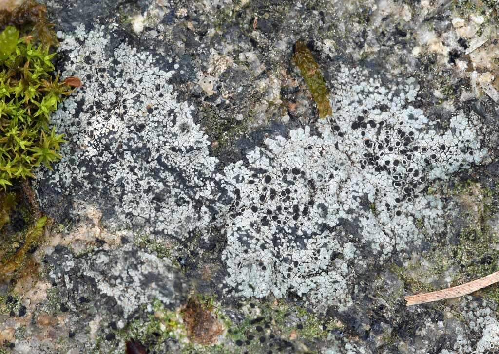 Image of rinodina lichen