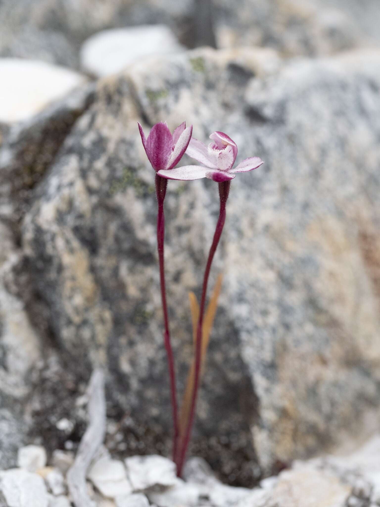 Image of Caladenia lyallii Hook. fil.