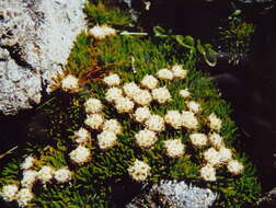 Plancia ëd Psychrophyton subulatum (Hook. fil.) Beauv.