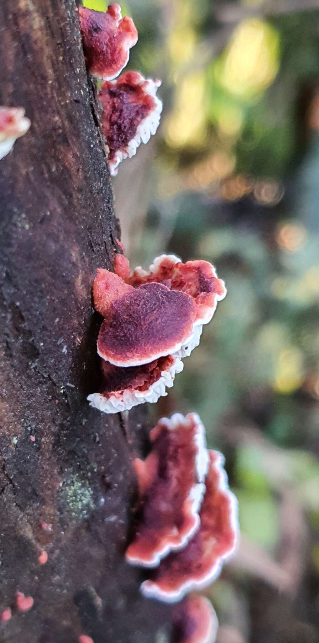 Image of Plicaturopsis scarlatina P. K. Buchanan & Hood 1992