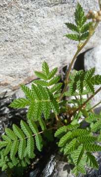 Image of Sorbaria pallasii (G. Don) Pojark.