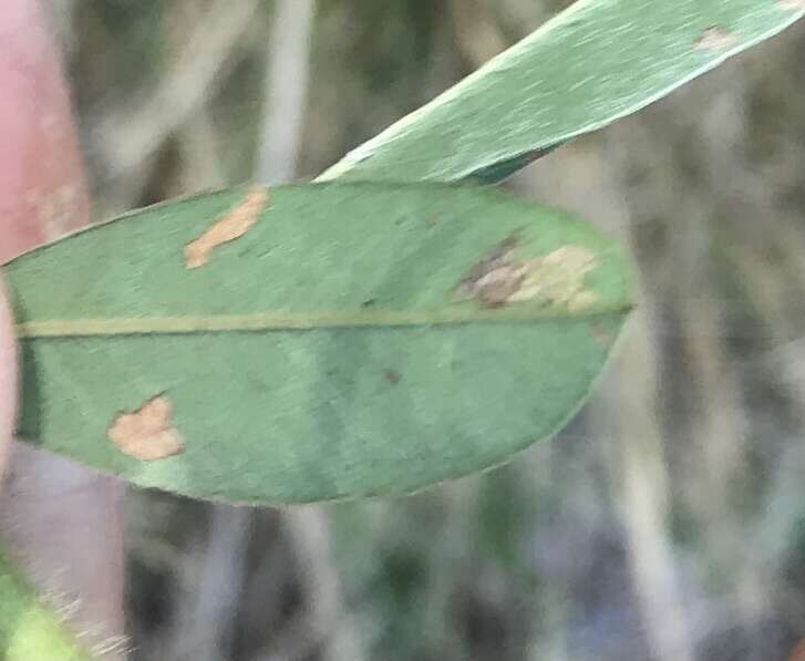 Image of Caloptilia violacella (Clemens 1860)