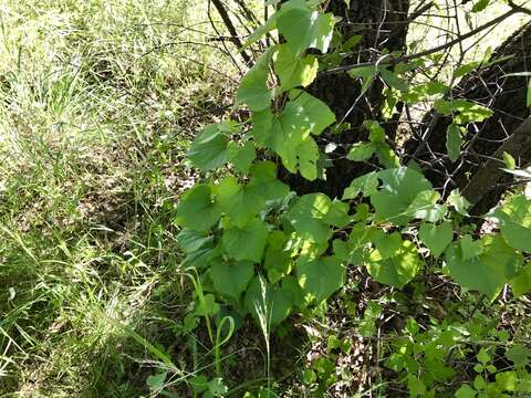 Plancia ëd Vitis arizonica Engelm.