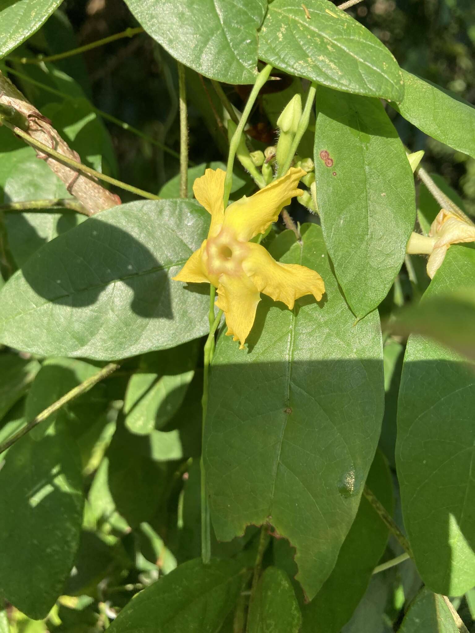 Imagem de Mandevilla subsagittata (Ruiz & Pav.) R. E. Woodson