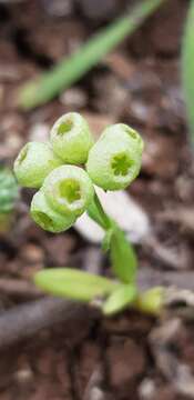 Image of Valerianella vesicaria (L.) Moench