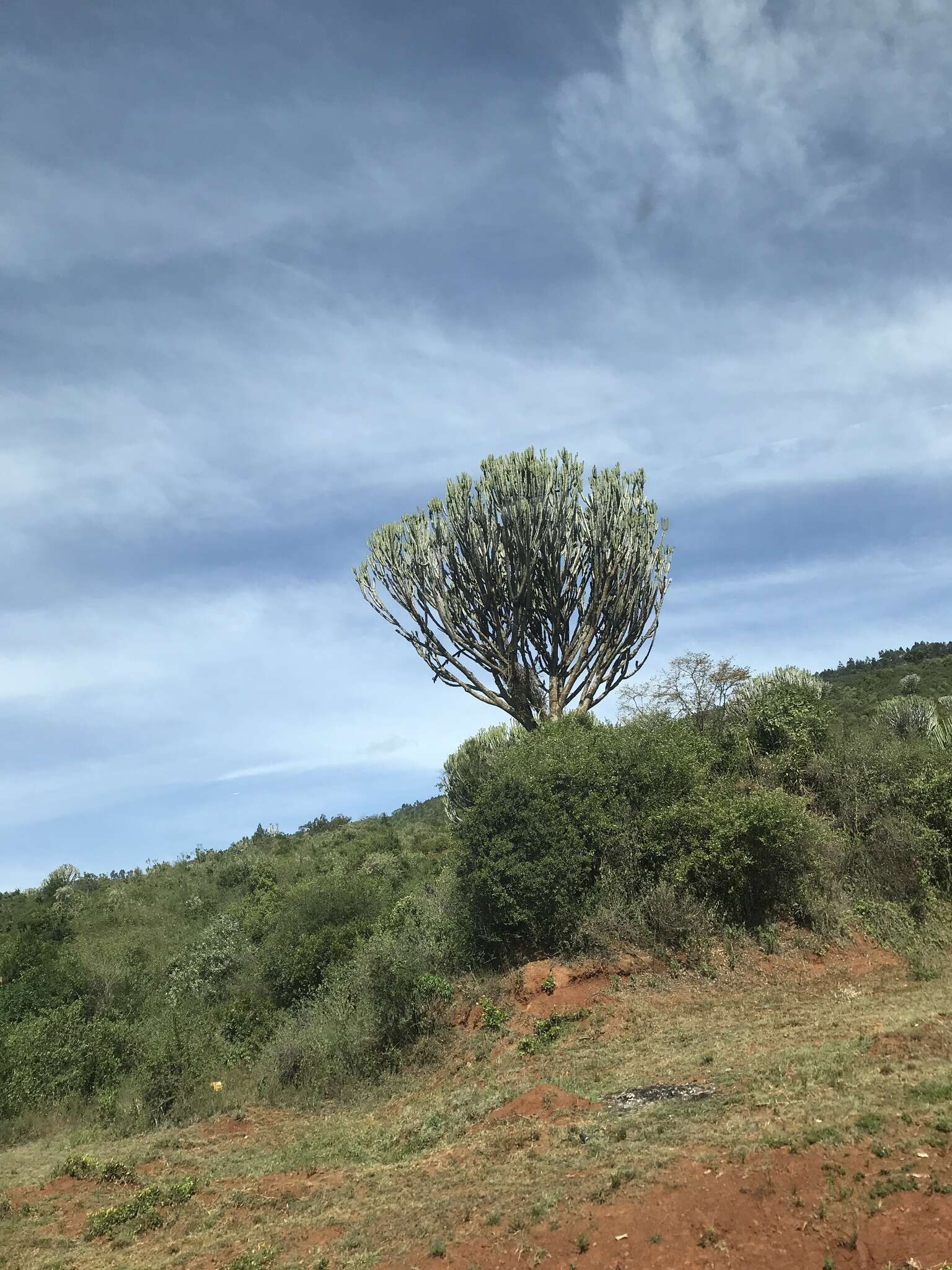 Image of Candelabra tree