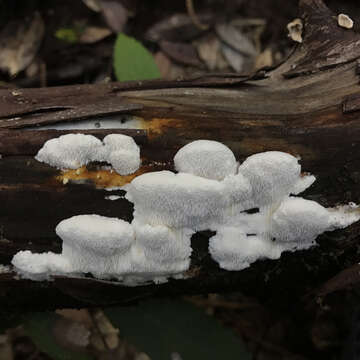 Image of Antrodia madronae Vlasák & Ryvarden 2012