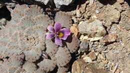 Image of Viola congesta Gillies ex Hook. & Arn.